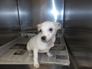 A316743, adoptable Chihuahua at Chicago Animal Care and Control