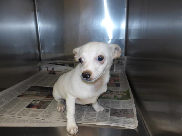 Chihuahua at Chicago Animal Care and Control