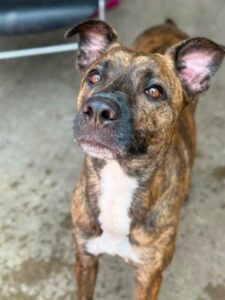 Jimsom, adoptable American Pit Bull Terrier at Chicago Animal Care and Control