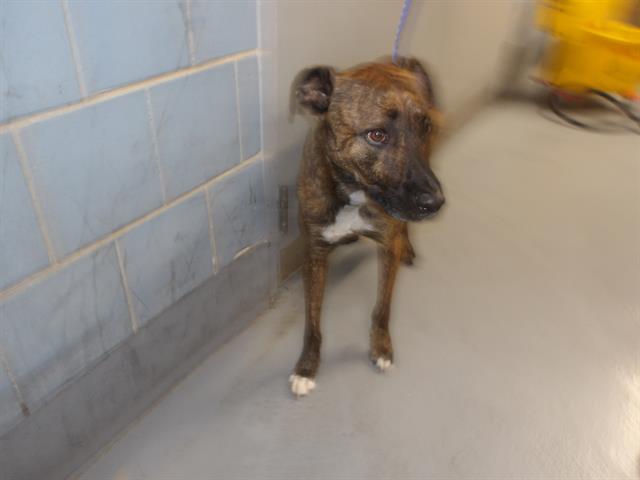 Bo at Chicago Animal Care and Control