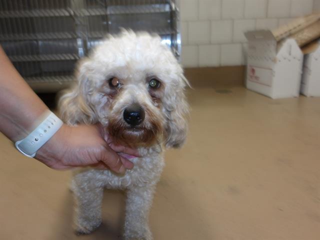 Poodle at Chicago Animal Care and Control