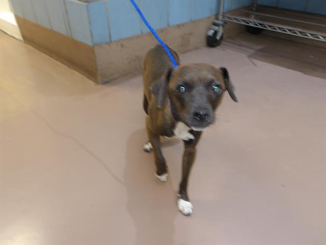 Chihuahua at Chicago Animal Care and Control