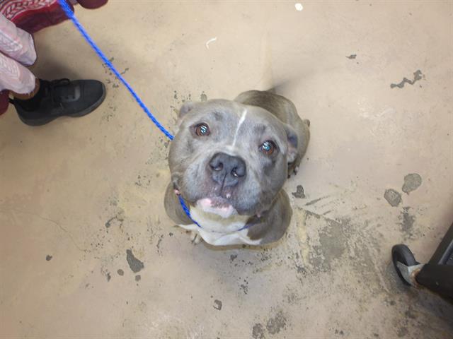 American Pit Bull Terrier / Bull Terrier at Chicago Animal Care and Control