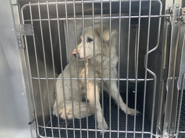 Labrador Retriever at Chicago Animal Care and Control
