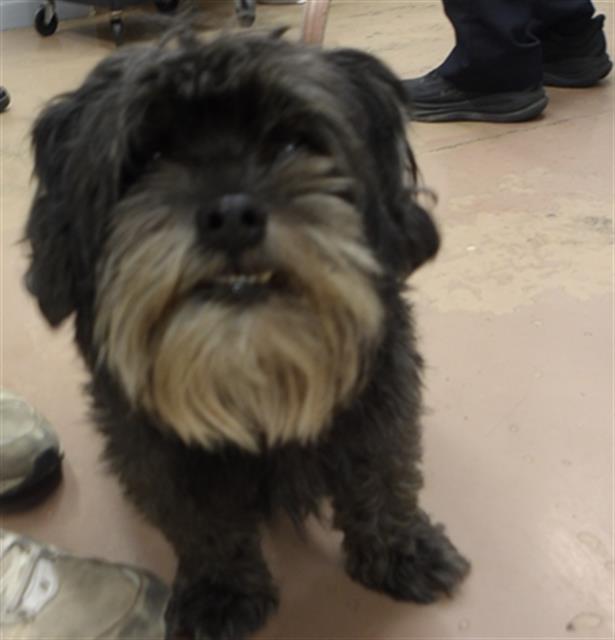 Shih Tzu at Chicago Animal Care and Control