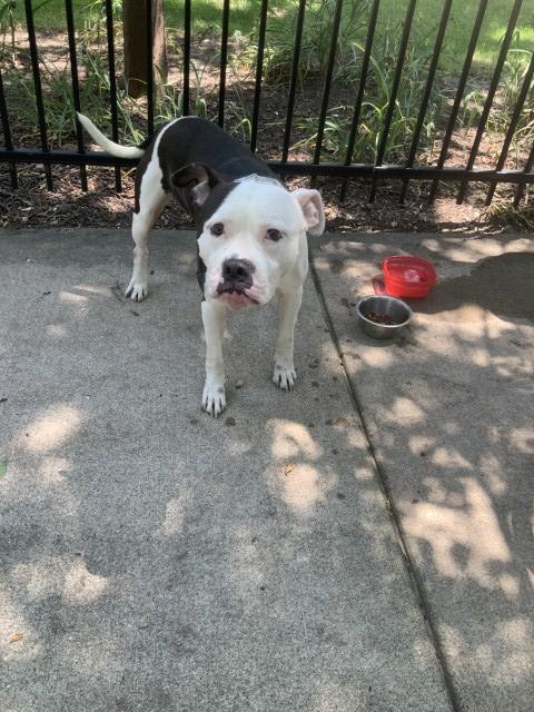 American Pit Bull Terrier / Bull Terrier at Chicago Animal Care and Control