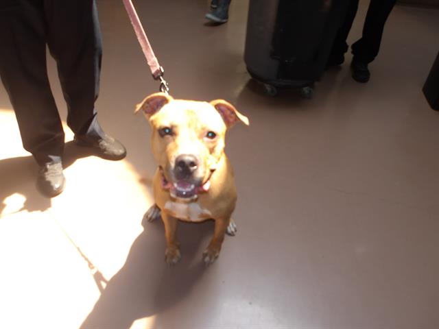American Pit Bull Terrier / Bull Terrier at Chicago Animal Care and Control