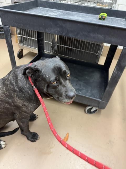 Cane Corso at Chicago Animal Care and Control