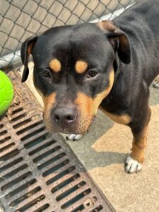 Molly, adoptable American Pit Bull Terrier at Chicago Animal Care and Control