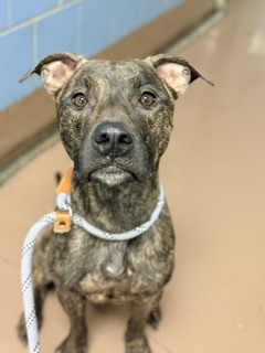Elidi at Chicago Animal Care and Control