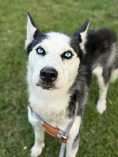 Air at Chicago Animal Care and Control