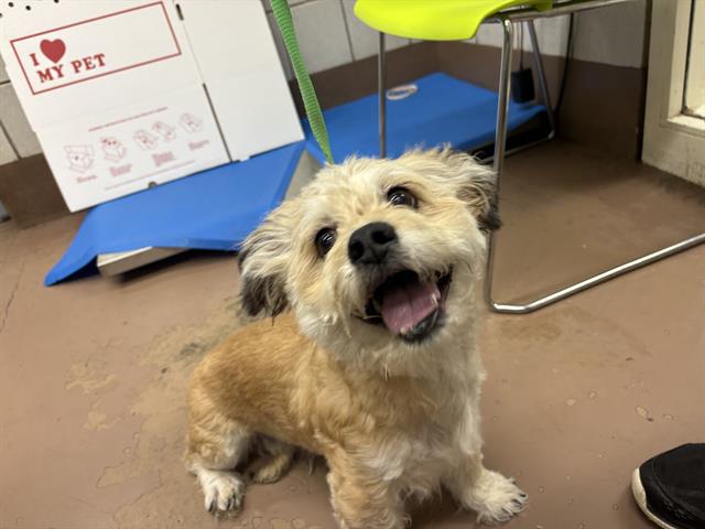 Dog A316831 at Chicago Animal Care and Control