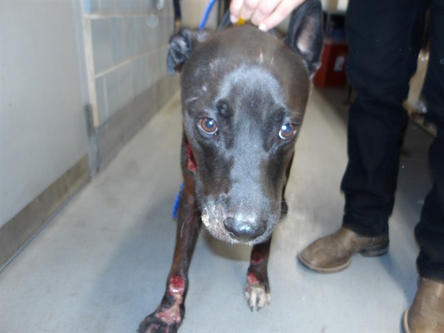 Smoke at Chicago Animal Care and Control