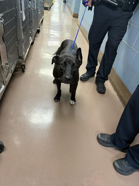 Labrador Retriever at Chicago Animal Care and Control