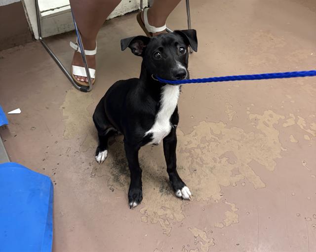 Dog A316834 at Chicago Animal Care and Control