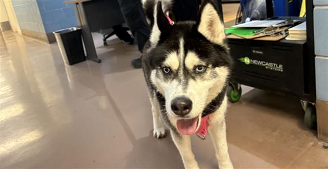 Siberian Husky at Chicago Animal Care and Control