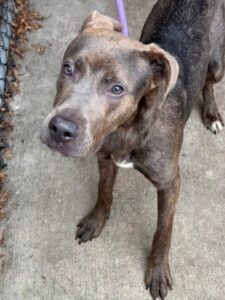 Floyd, adoptable Labrador Retriever at Chicago Animal Care and Control