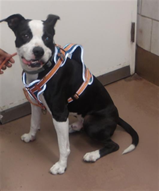 American Pit Bull Terrier / Bull Terrier at Chicago Animal Care and Control