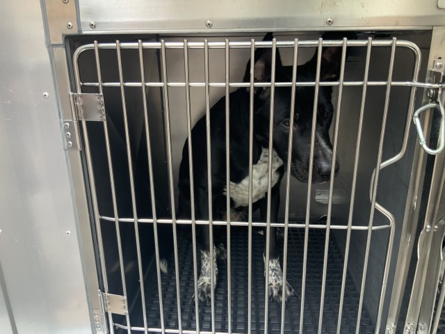 Border Collie at Chicago Animal Care and Control