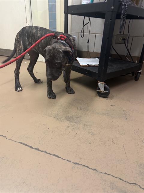 Labrador Retriever at Chicago Animal Care and Control