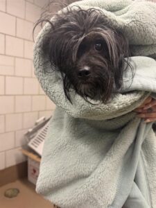 A316917, adoptable Poodle at Chicago Animal Care and Control