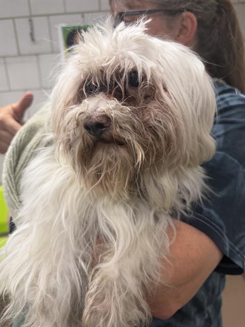 Bb at Chicago Animal Care and Control