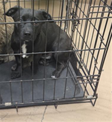 Dog A316927 at Chicago Animal Care and Control