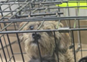 A316928, adoptable dog at Chicago Animal Care and Control