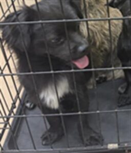 A316929, adoptable dog at Chicago Animal Care and Control