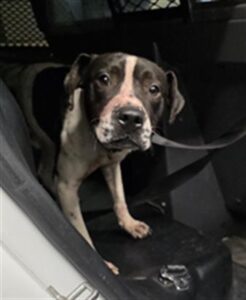 A316931, adoptable American Pit Bull Terrier / Bull Terrier at Chicago Animal Care and Control