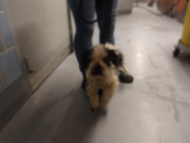 Poodle at Chicago Animal Care and Control