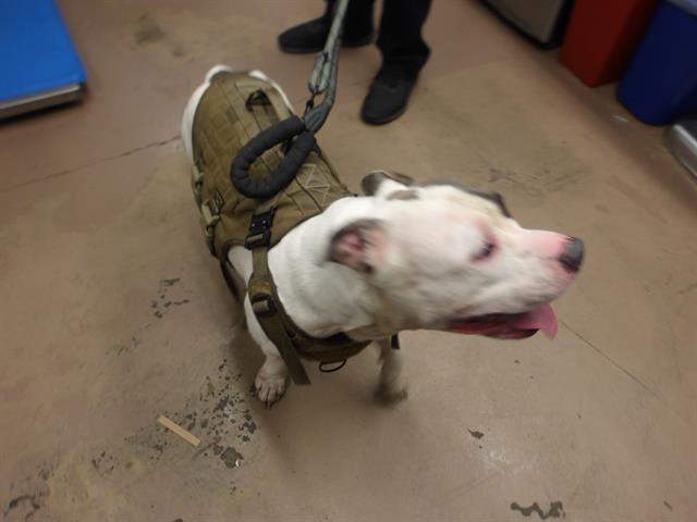 American Pit Bull Terrier / Bull Terrier at Chicago Animal Care and Control