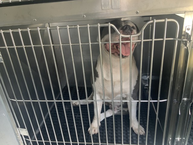 American Pit Bull Terrier / Bull Terrier at Chicago Animal Care and Control