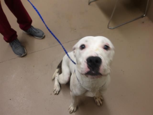 American Pit Bull Terrier / Bull Terrier at Chicago Animal Care and Control
