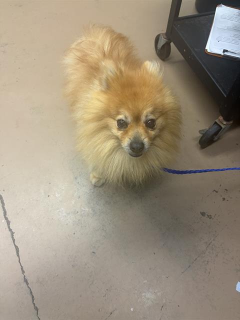 Pomeranian at Chicago Animal Care and Control
