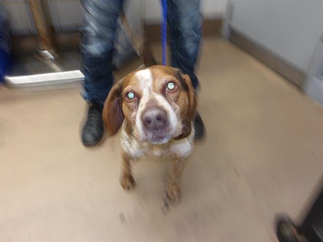 N at Chicago Animal Care and Control