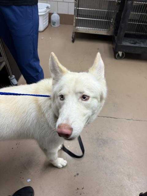 German Shepherd Dog at Chicago Animal Care and Control