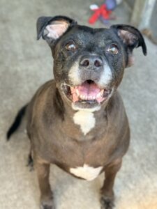Leo, adoptable American Pit Bull Terrier / Bull Terrier / Labrador Retriever at Chicago Animal Care and Control
