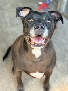 Leo at Chicago Animal Care and Control