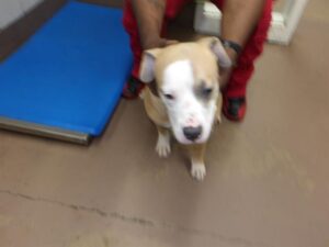 Carmen, adoptable American Pit Bull Terrier / Bull Terrier at Chicago Animal Care and Control