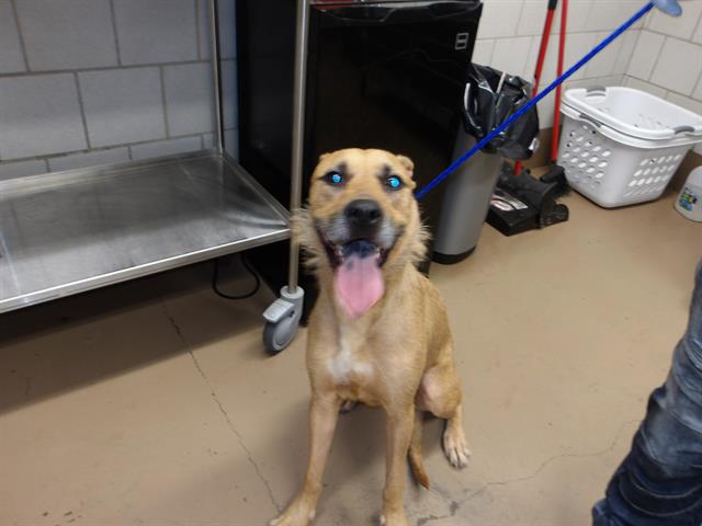 Labrador Retriever at Chicago Animal Care and Control
