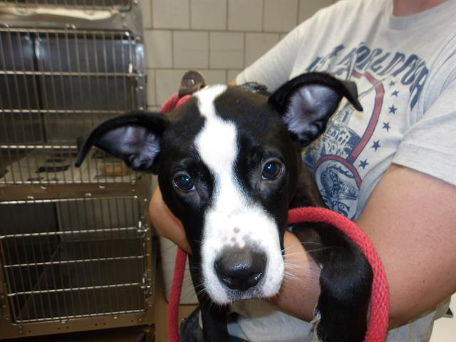 American Pit Bull Terrier / Bull Terrier at Chicago Animal Care and Control