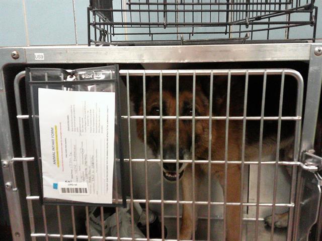 German Shepherd Dog at Chicago Animal Care and Control