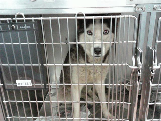 Dog A317062 at Chicago Animal Care and Control