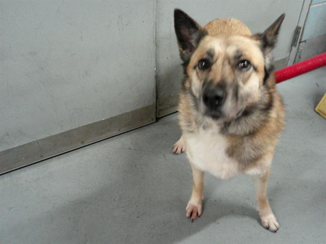 Luna at Chicago Animal Care and Control