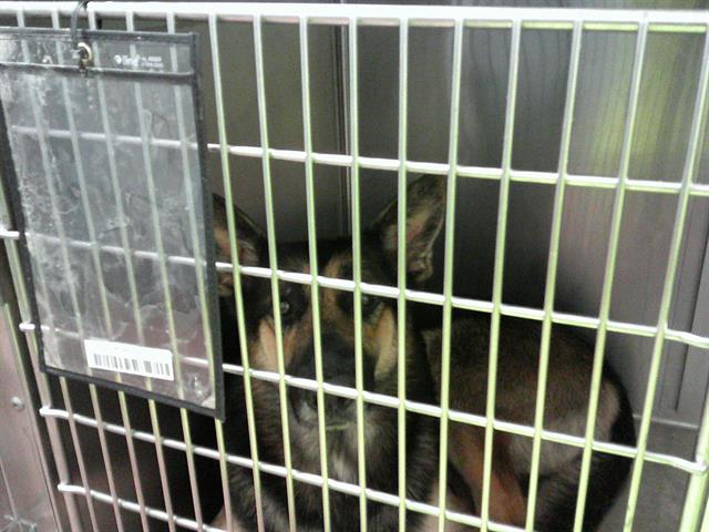 German Shepherd Dog at Chicago Animal Care and Control