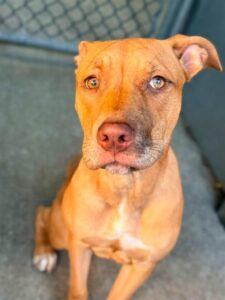 Lorde, adoptable American Pit Bull Terrier at Chicago Animal Care and Control