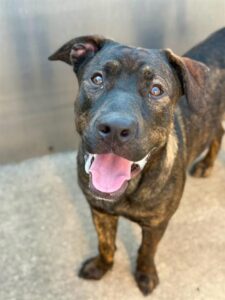 Istanbul, adoptable American Pit Bull Terrier at Chicago Animal Care and Control