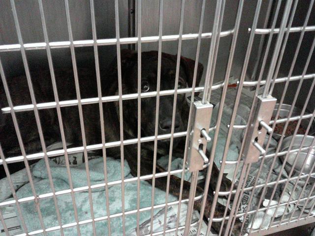 American Pit Bull Terrier / Bull Terrier at Chicago Animal Care and Control