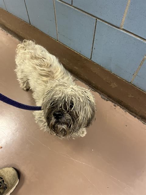 Shih Tzu at Chicago Animal Care and Control